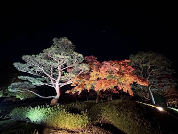 国営昭和記念公園 秋の夜散歩に投稿された画像（2022/11/25）