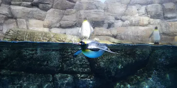 横浜・八景島シーパラダイスに投稿された画像（2022/11/26）