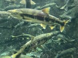 サケのふるさと 千歳水族館に投稿された画像（2022/11/26）