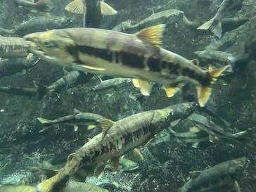 サケのふるさと 千歳水族館に投稿された画像（2022/11/26）