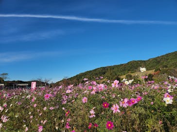 淡路ファームパーク イングランドの丘に投稿された画像（2022/11/26）