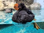 アクアワールド茨城県大洗水族館に投稿された画像（2022/11/26）