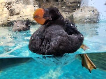 アクアワールド茨城県大洗水族館に投稿された画像（2022/11/26）