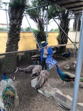 アロハガーデンたてやまに投稿された画像（2022/11/26）