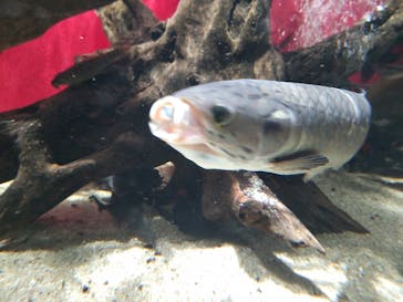 カワスイ 川崎⽔族館に投稿された画像（2022/11/26）