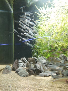 カワスイ 川崎⽔族館に投稿された画像（2022/11/26）