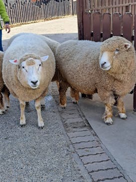 マザー牧場に投稿された画像（2022/11/26）