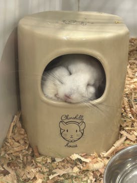 アニタッチみなとみらいに投稿された画像（2022/11/26）