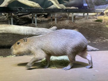 カワスイ 川崎⽔族館に投稿された画像（2022/11/26）