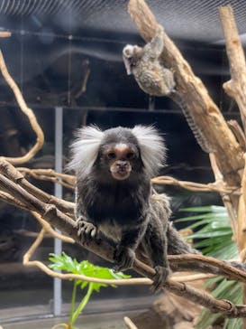 カワスイ 川崎⽔族館に投稿された画像（2022/11/26）