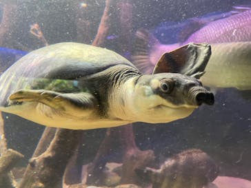 カワスイ 川崎⽔族館に投稿された画像（2022/11/26）