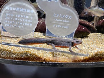 カワスイ 川崎⽔族館に投稿された画像（2022/11/26）