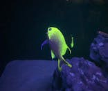 沖縄美ら海水族館に投稿された画像（2022/11/26）