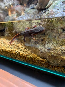 沖縄美ら海水族館に投稿された画像（2022/11/26）