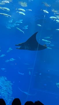 沖縄美ら海水族館に投稿された画像（2022/11/26）