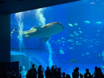 沖縄美ら海水族館に投稿された画像（2022/11/26）