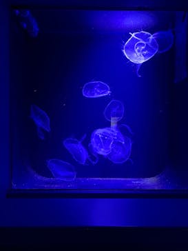 沖縄美ら海水族館に投稿された画像（2022/11/26）