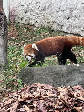 天王寺動物園に投稿された画像（2022/11/26）