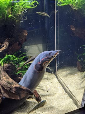 カワスイ 川崎⽔族館に投稿された画像（2022/11/26）