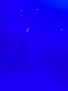 しながわ水族館に投稿された画像（2022/11/26）