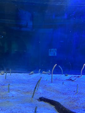 名古屋港水族館に投稿された画像（2022/11/26）