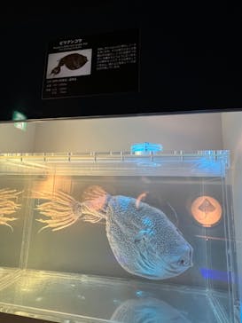 名古屋港水族館に投稿された画像（2022/11/26）