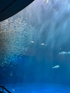 名古屋港水族館に投稿された画像（2022/11/26）