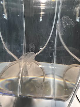 京都水族館に投稿された画像（2022/11/26）