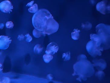 京都水族館に投稿された画像（2022/11/26）