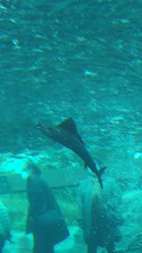 環境水族館アクアマリンふくしまに投稿された画像（2022/11/26）