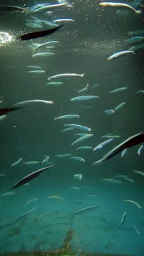 環境水族館アクアマリンふくしまに投稿された画像（2022/11/26）