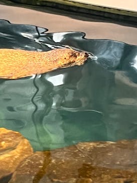 しながわ水族館に投稿された画像（2022/11/26）