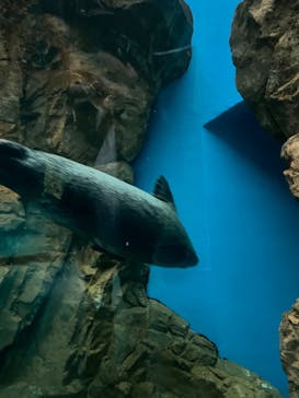 しながわ水族館に投稿された画像（2022/11/26）