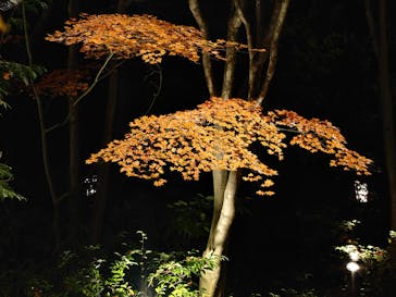 国営昭和記念公園 秋の夜散歩に投稿された画像（2022/11/26）