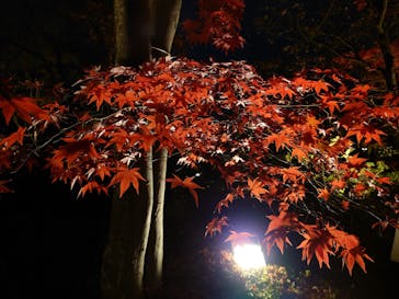 国営昭和記念公園 秋の夜散歩に投稿された画像（2022/11/26）
