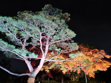 国営昭和記念公園 秋の夜散歩に投稿された画像（2022/11/26）