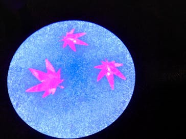 国営昭和記念公園 秋の夜散歩に投稿された画像（2022/11/26）