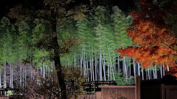 国営昭和記念公園 秋の夜散歩に投稿された画像（2022/11/26）