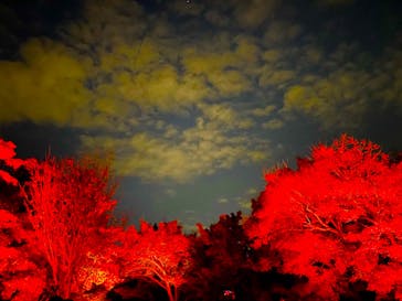 NAKED FLOWERS 2022 秋 世界遺産・二条城に投稿された画像（2022/11/26）