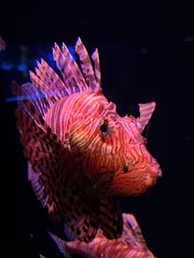 大分マリーンパレス水族館 「うみたまご」に投稿された画像（2022/11/26）