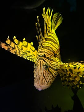 大分マリーンパレス水族館 「うみたまご」に投稿された画像（2022/11/26）