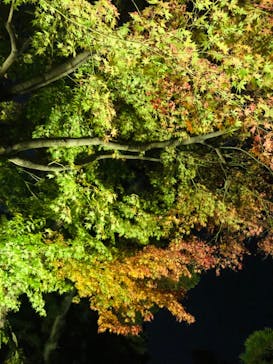 三溪園に投稿された画像（2022/11/26）