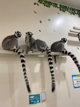 アニタッチみなとみらいに投稿された画像（2022/11/26）