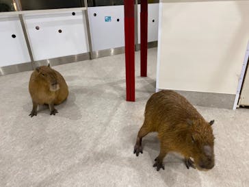 アニタッチみなとみらいに投稿された画像（2022/11/26）