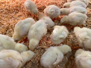 アニタッチみなとみらいに投稿された画像（2022/11/26）