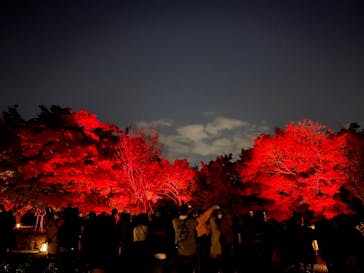 NAKED FLOWERS 2022 秋 世界遺産・二条城に投稿された画像（2022/11/26）
