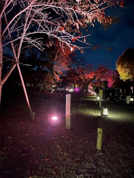 NAKED FLOWERS 2022 秋 世界遺産・二条城に投稿された画像（2022/11/26）