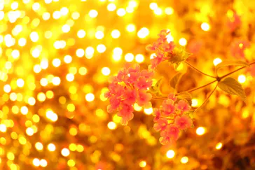 ひらかたパークに投稿された画像（2022/11/26）