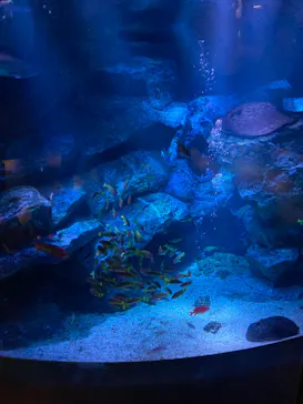 すみだ水族館に投稿された画像（2022/11/26）