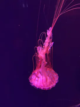 すみだ水族館に投稿された画像（2022/11/26）